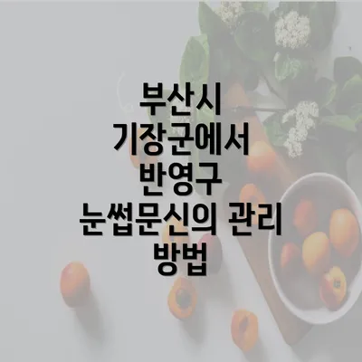 부산시 기장군에서 반영구 눈썹문신의 관리 방법